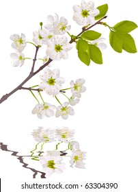 ilustración con flores de cerezo aisladas en fondo blanco