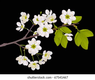 Illustration mit Kirschblumen einzeln auf schwarzem Hintergrund