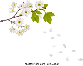 illustration with cherry tree flowers isolated on white background