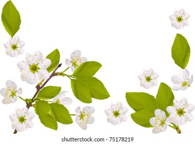 illustration with cherry tree flowers isolated on white background