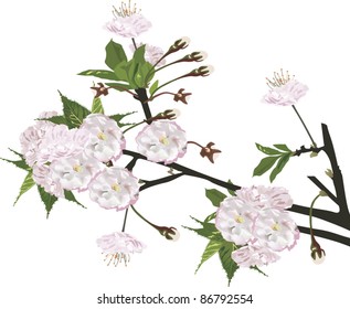 ilustração com flores de cerejeira isoladas sobre fundo branco