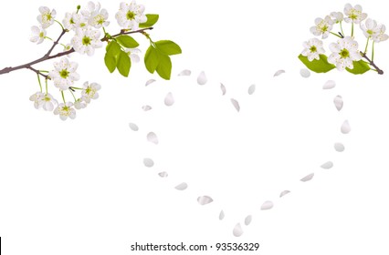 illustration with cherry tree flowers isolated on white background