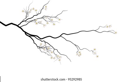 illustration with cherry tree flowers isolated on white background