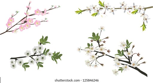 illustration with cherry tree flowers on white background