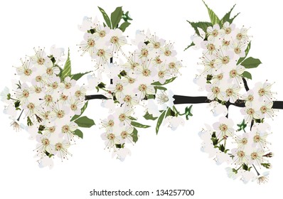 illustration with cherry tree flowers on white background