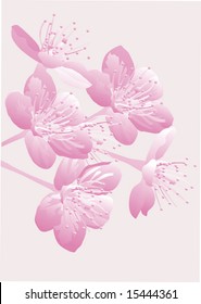illustration with cherry tree flowers on pink background