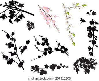 illustration with cherry tree flowers on white background