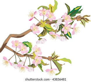 Illustration mit Kirschblumen auf weißem Hintergrund