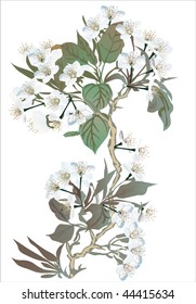 illustration with cherry tree flowers on white background