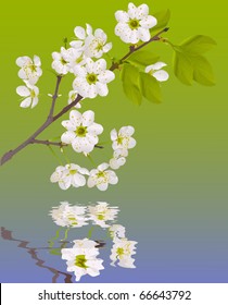 illustration with cherry tree flowers on green background
