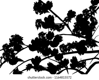 illustration with cherry tree flowers silhouette on white background