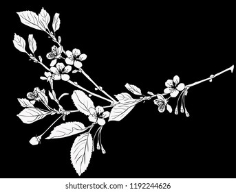 illustration with cherry tree flowers silhouette on black background