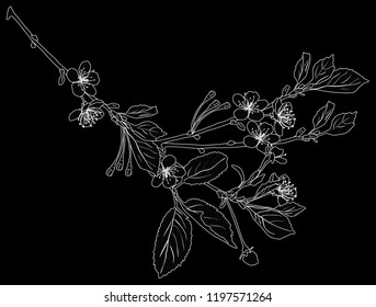 illustration with cherry tree flowers silhouette on black background