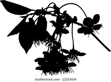 illustration with cherry tree flowers silhouette on white background