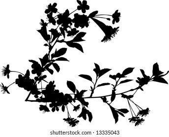 illustration with cherry tree flowers silhouette on white background