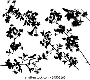 illustration with cherry tree flowers silhouette on white background