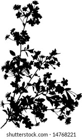 Illustration mit Kirschblumen, Silhouette auf weißem Hintergrund