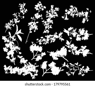 illustration with cherry tree flowers silhouette on black background