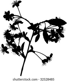 illustration with cherry tree flowers silhouette on white background