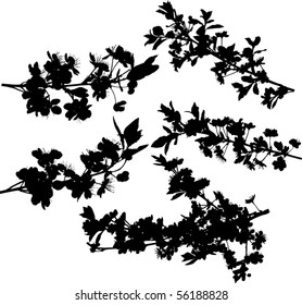 illustration with cherry tree flowers silhouette on white background