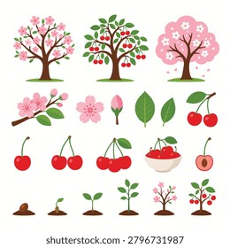 Illustration of cherry tree growth stages from seed to fruit bearing