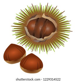 Illustration of the chestnut