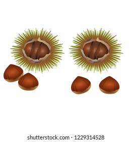 Illustration of the chestnut