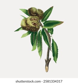 Illustration of a chestnut branch with green leaves and spiky chestnut pods. The chestnut pods and leaves are detailed, showcasing nature's beauty. Vintage botanical illustration isolated, vector.