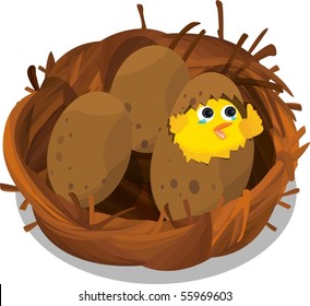 Illustration of a chick in a nest on white background