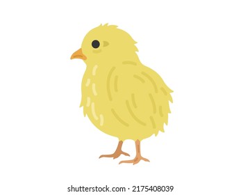 Illustration of a chicken chick.