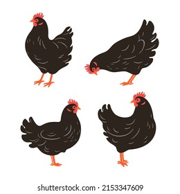 Illustration of chicken. Contour vector illustration.