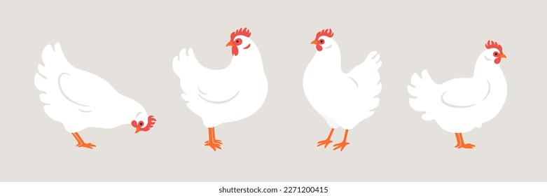 Illustration of chicken. Contour vector illustration.