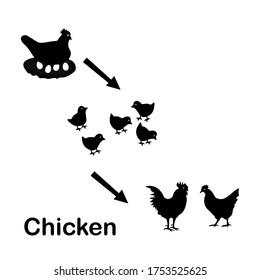 
illustration of chicken in a flat style. chicken theme.