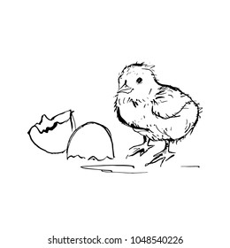 Illustration of a chicken hatching from an egg.