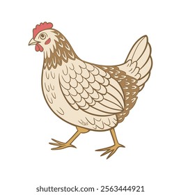 Illustration of a chicken on a white background. Cute domestic bird.