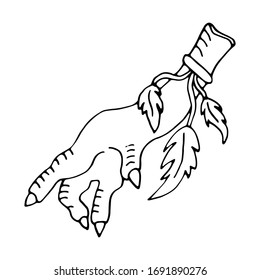 Illustration of a chicken paw with feathers. Amulet with feathers to protect property from enemies. Suitable for tattoo, design, coloring, t-shirts, brand logo, badge, t-shirts, printed cups, cards.