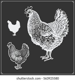 Illustration of Chicken. Silhouette of Hen.