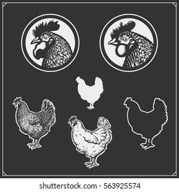 Illustration of Chicken. Silhouette of Hen. Chicken head.