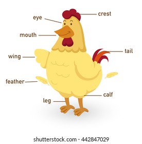 Illustration Chicken Vocabulary Part Body Vector Stock Vector (Royalty ...