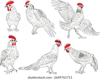 illustration with chickens set isolated on white background