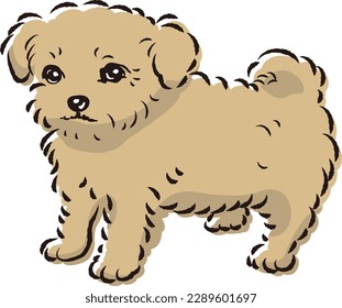 Illustration von Chihuapu (Mischhund von Chihuahua und Toy Poodle)