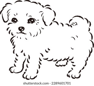 Illustration of Chihuapu (mixed dog of Chihuahua and Toy Poodle)