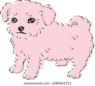 Illustration von Chihuapu (Mischhund von Chihuahua und Toy Poodle)