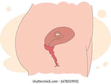 Illustration of a child growing in mother's belly.