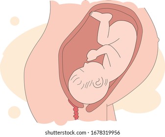 Illustration of a child growing in mother's belly.