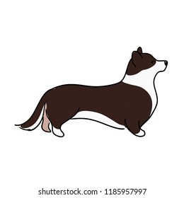 Illustration for children. A sweet brown and furry dog, breeds of welsh corgi. Decorative breeds of dogs.