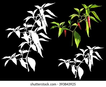 illustration with chili pepper isolated on black background