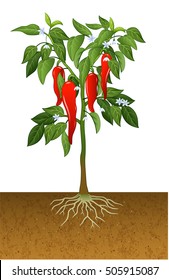 Illustration Of Chili Pepper Plant