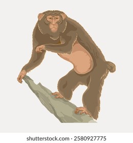 Illustration of a chimpanzee standing on a rock. The chimpanzee is depicted with detailed fur and a thoughtful expression. Chimpanzee in a natural pose. Vintage animal illustration isolated, vector.