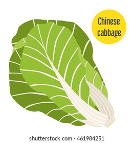 Illustration of chinese cabbage. Flat style for markets, farms and gardens.